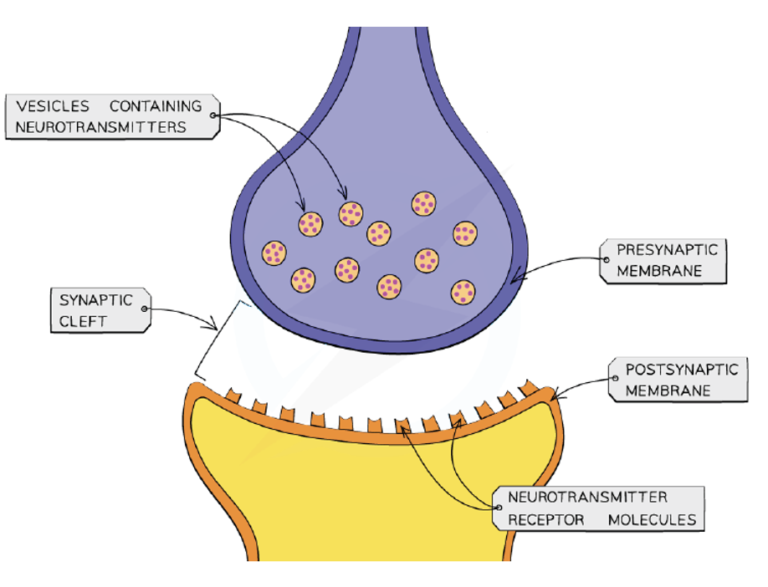 Synapses